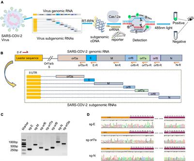 Frontiers | Rapid And Specific Detection Of Active SARS-CoV-2 With ...